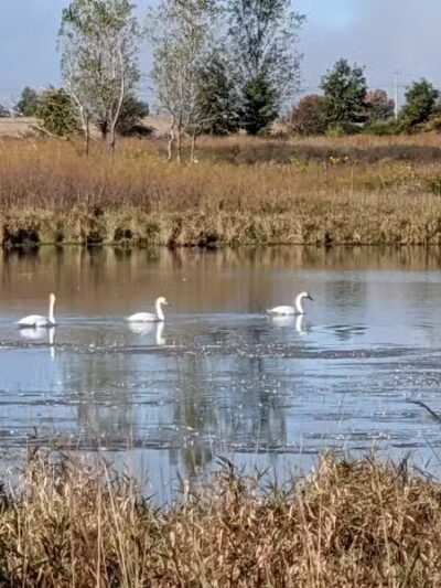 Bunker Nature Preserve - Mason,