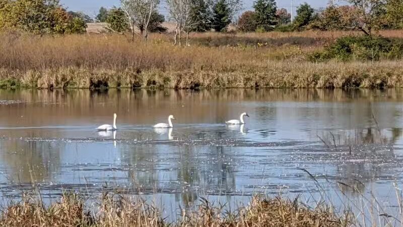 Bunker Nature Preserve - Mason,