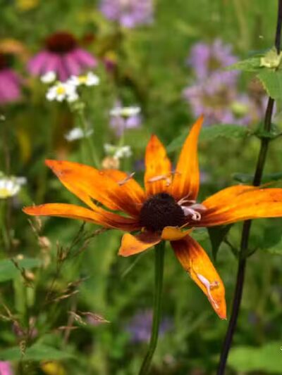 Bunker Nature Preserve - Mason,