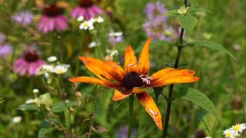 Bunker Nature Preserve - Mason,