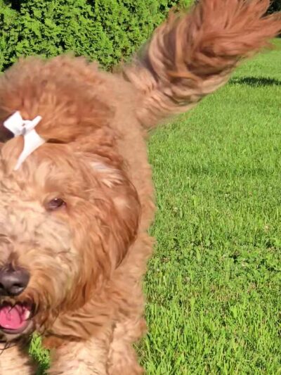 Dog Park - Mason City, IA