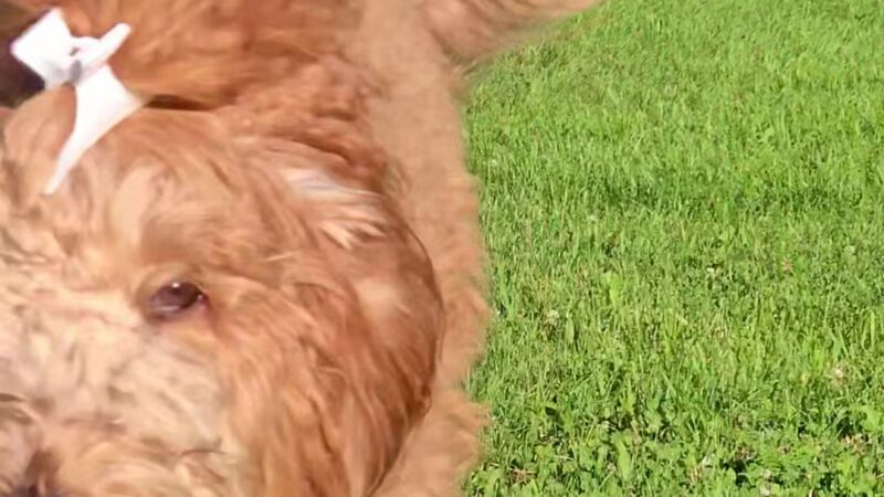 Dog Park - Mason City, IA