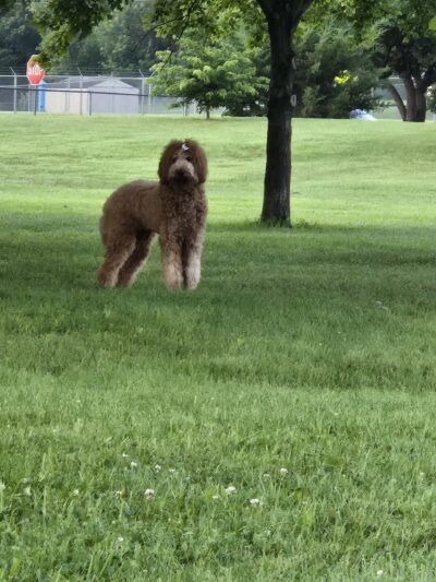 Dog Park - Mason City, IA