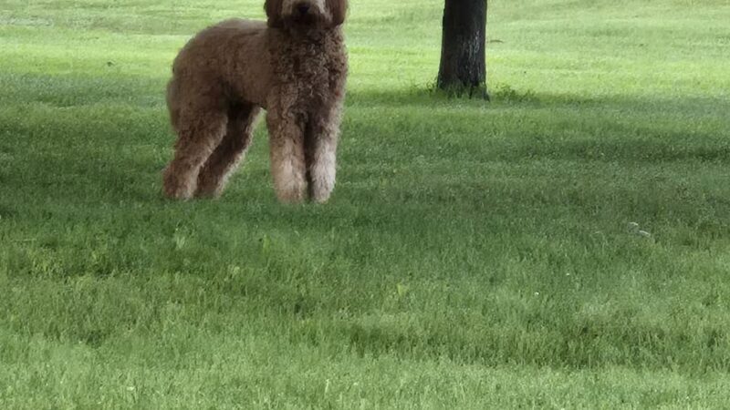 Dog Park - Mason City, IA