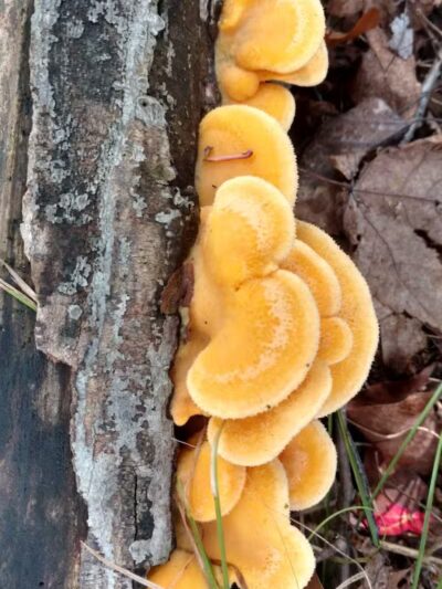 Dansville State Game Area - Mason,