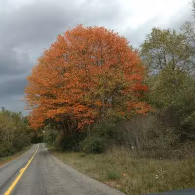 Dansville State Game Area - Mason,
