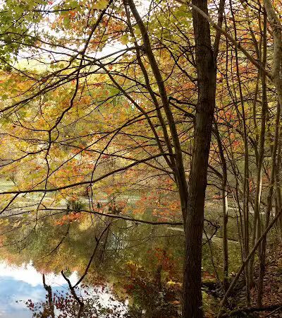 Dansville State Game Area - Mason,