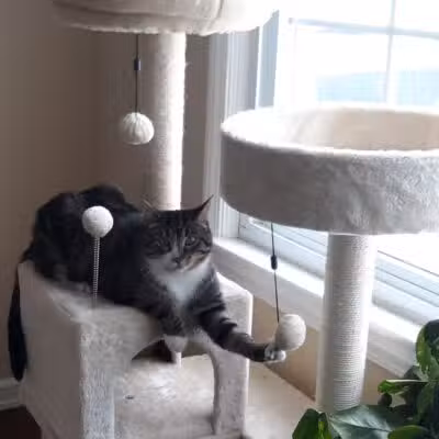 Ingham County Animal Control and Shelter - Mason,