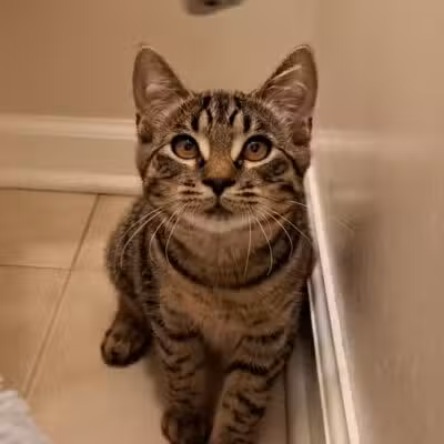 Ingham County Animal Control and Shelter - Mason,