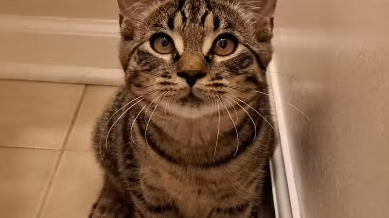 Ingham County Animal Control and Shelter - Mason,