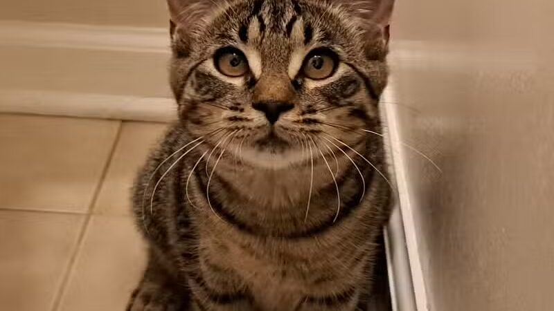 Ingham County Animal Control and Shelter - Mason,