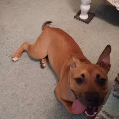 Ingham County Animal Control and Shelter - Mason,