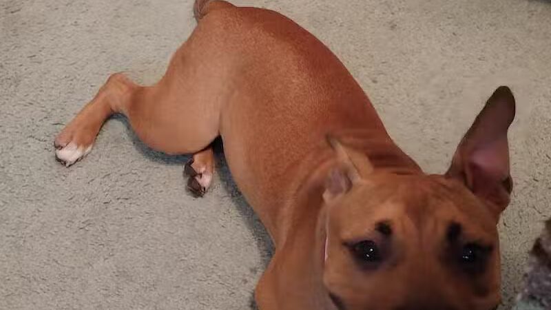 Ingham County Animal Control and Shelter - Mason,