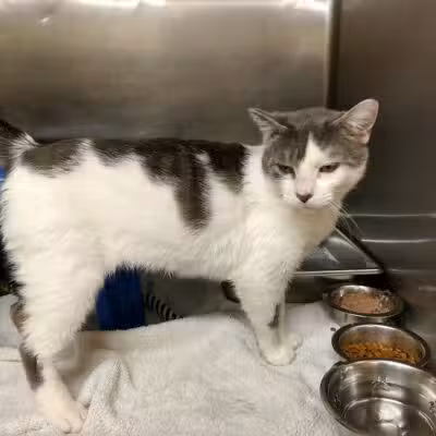 Ingham County Animal Control and Shelter - Mason,