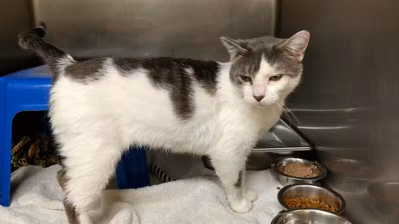 Ingham County Animal Control and Shelter - Mason,