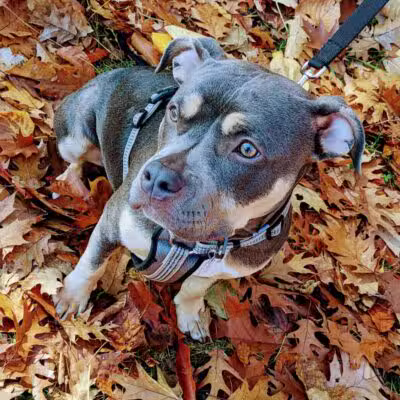 Ingham County Animal Control and Shelter - Mason,