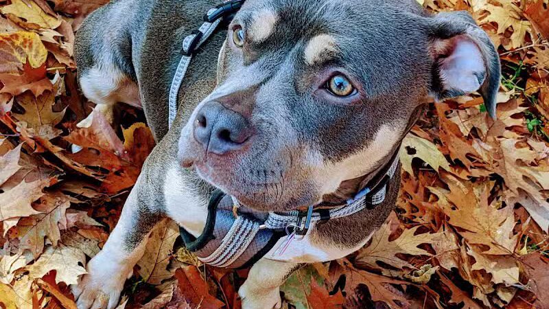 Ingham County Animal Control and Shelter - Mason,