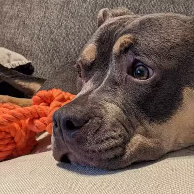 Ingham County Animal Control and Shelter - Mason,