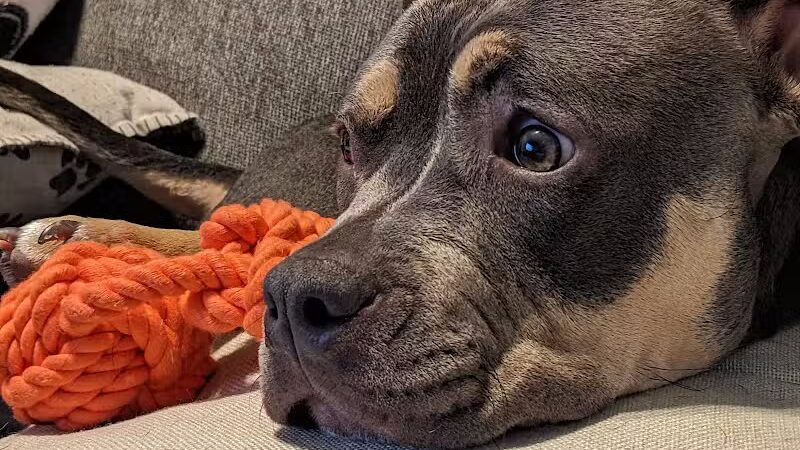 Ingham County Animal Control and Shelter - Mason,