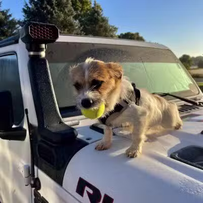Ingham County Animal Control and Shelter - Mason,