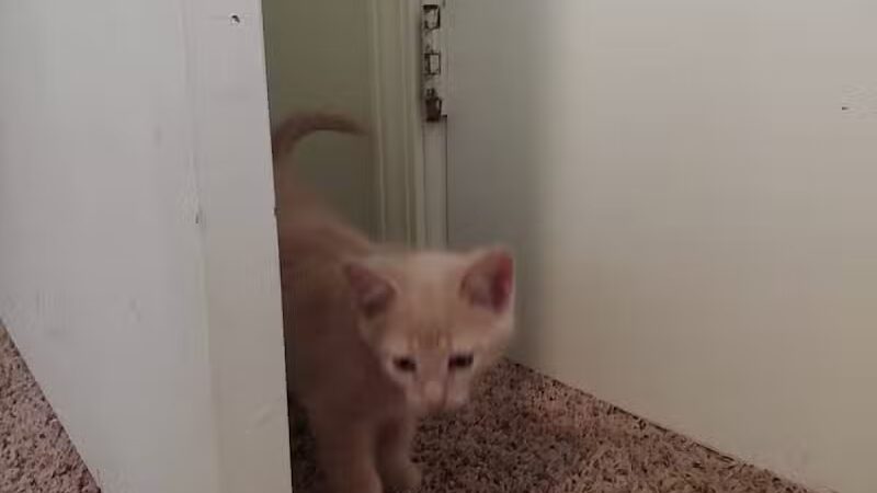 Ingham County Animal Control and Shelter - Mason,