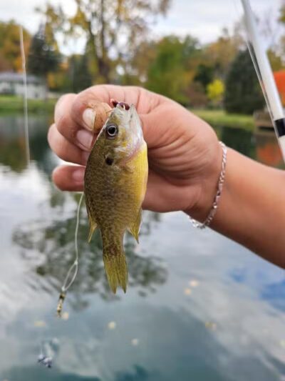 Laylin Park - Mason,