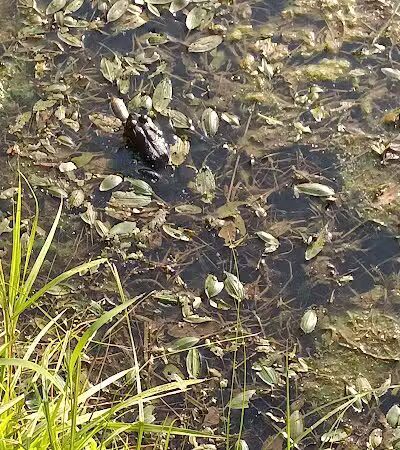 Laylin Park - Mason,