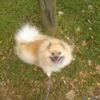 Laylin Park - Mason,