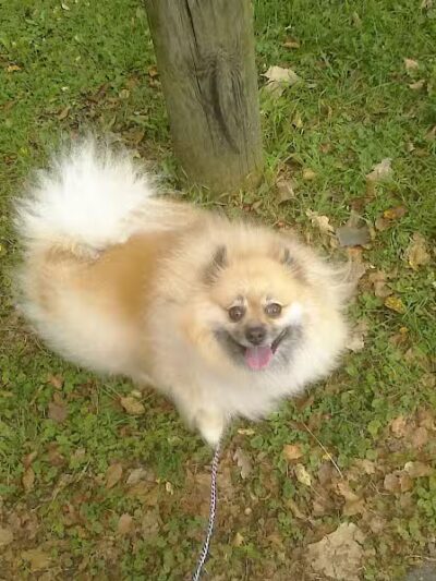 Laylin Park - Mason,