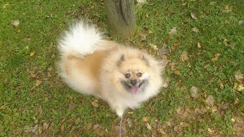 Laylin Park - Mason,