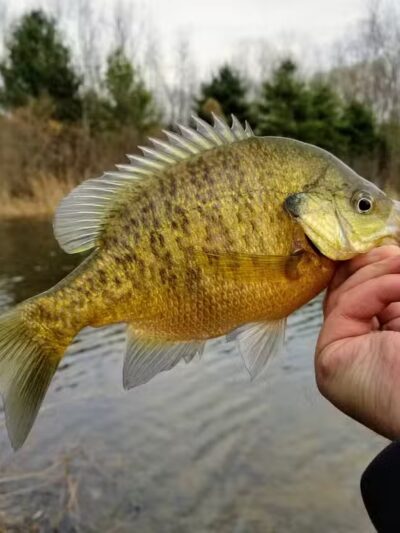 McNamara Canoe Landing - Mason,