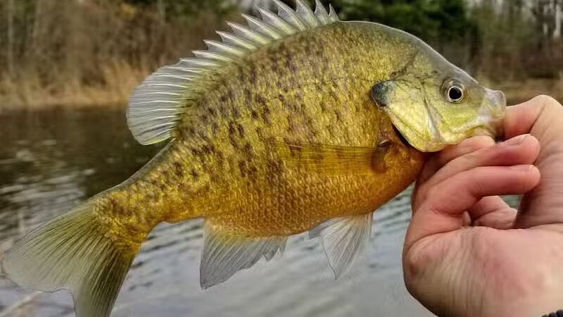 McNamara Canoe Landing - Mason,