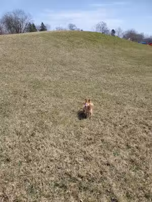 Hayes Park - Mason,