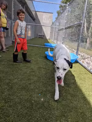 Ingham County Animal Control and Shelter - Mason,