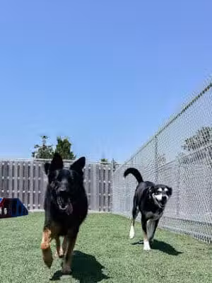 Mitten Dog Company - Mason,