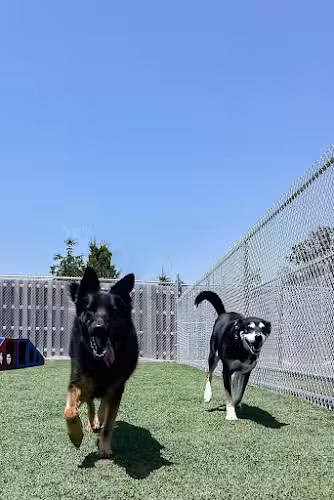 Mitten Dog Company - Mason,