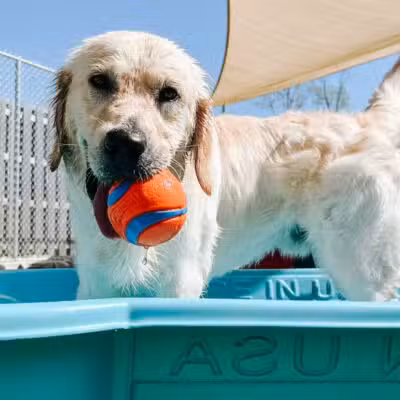 Mitten Dog Company - Mason,