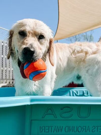 Mitten Dog Company - Mason,