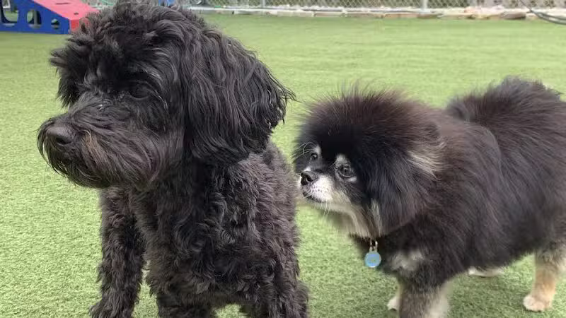 Mitten Dog Company - Mason,