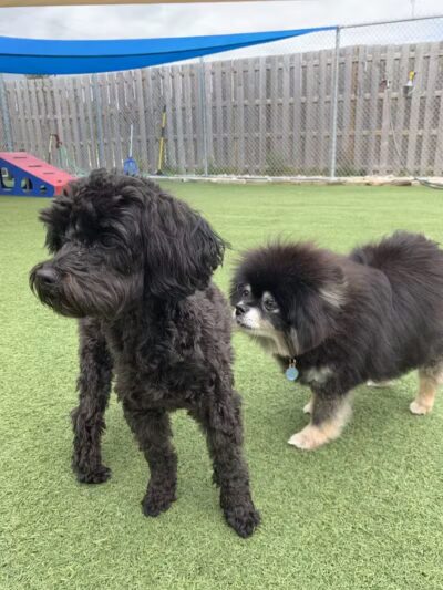 Mitten Dog Company - Mason,