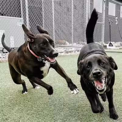 Mitten Dog Company - Mason,