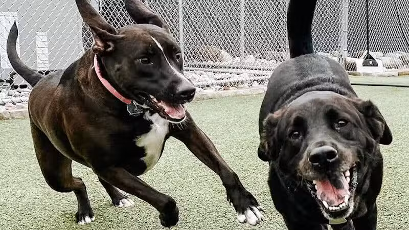 Mitten Dog Company - Mason,