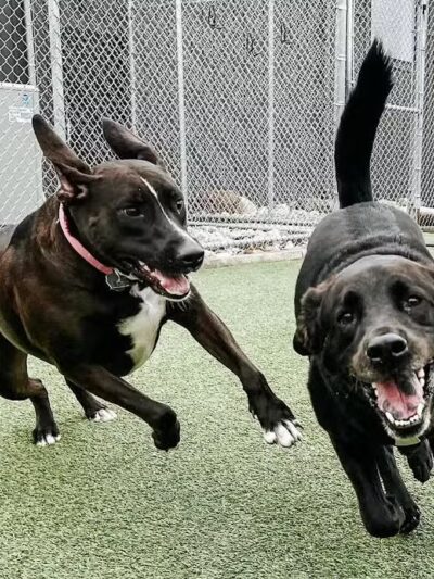 Mitten Dog Company - Mason,