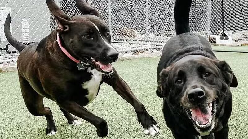 Mitten Dog Company - Mason,