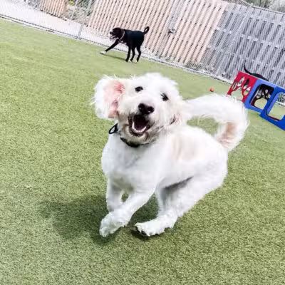Mitten Dog Company - Mason,