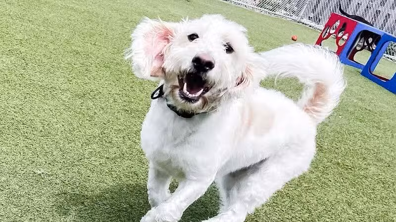 Mitten Dog Company - Mason,