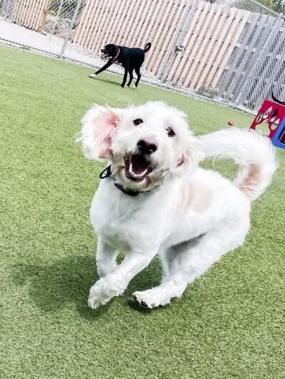 Mitten Dog Company - Mason,