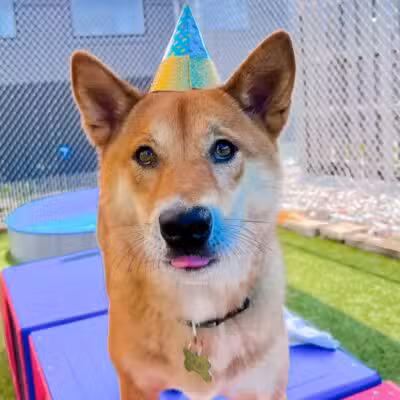 Mitten Dog Company - Mason,