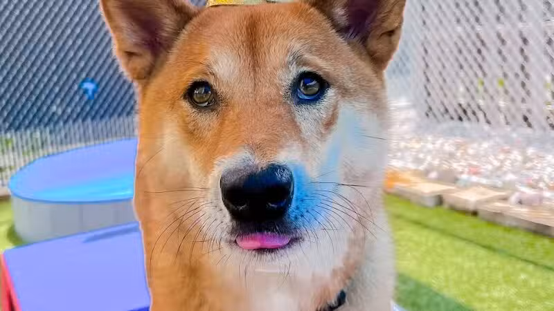 Mitten Dog Company - Mason,