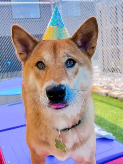 Mitten Dog Company - Mason,